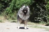 SPITZ LOUP 012